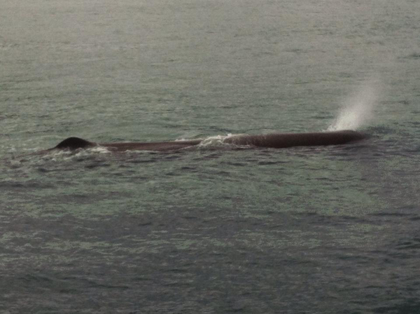 Sperm whale 8.7.2014